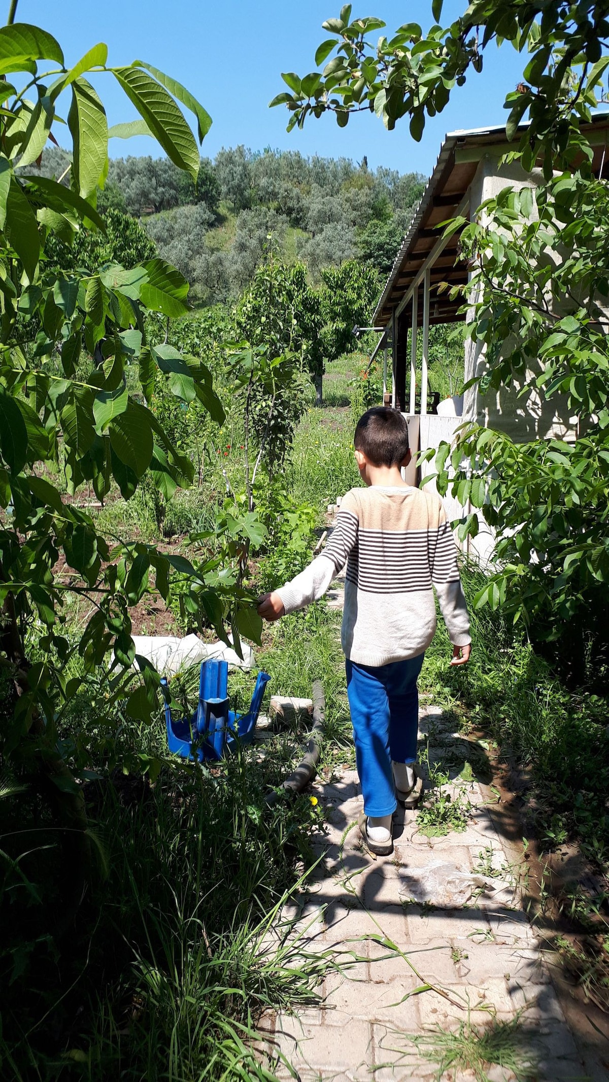 橄榄、樱桃、核桃和图形与大自然的接触......