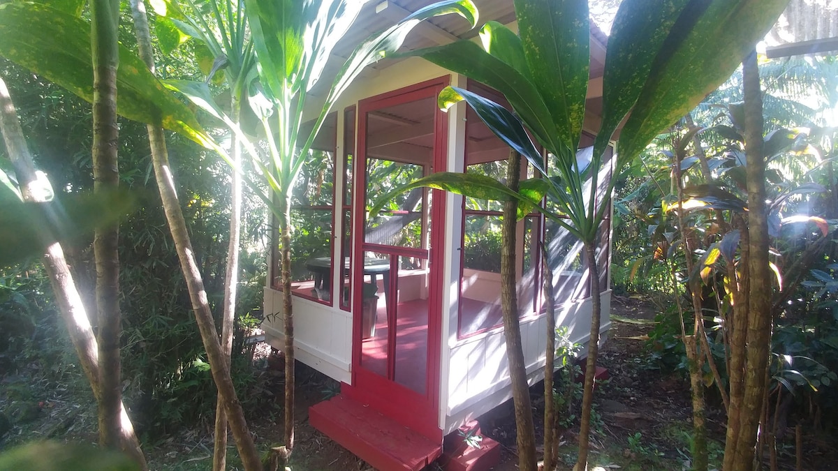 坐落在雨林中的芒果树小屋