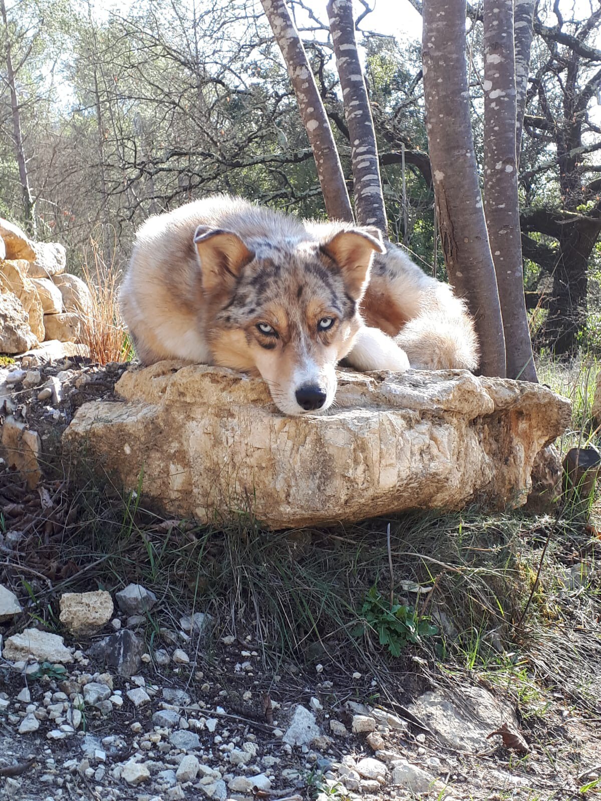 Le gîte du Loup