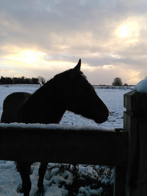 Quarter Horse Lodge