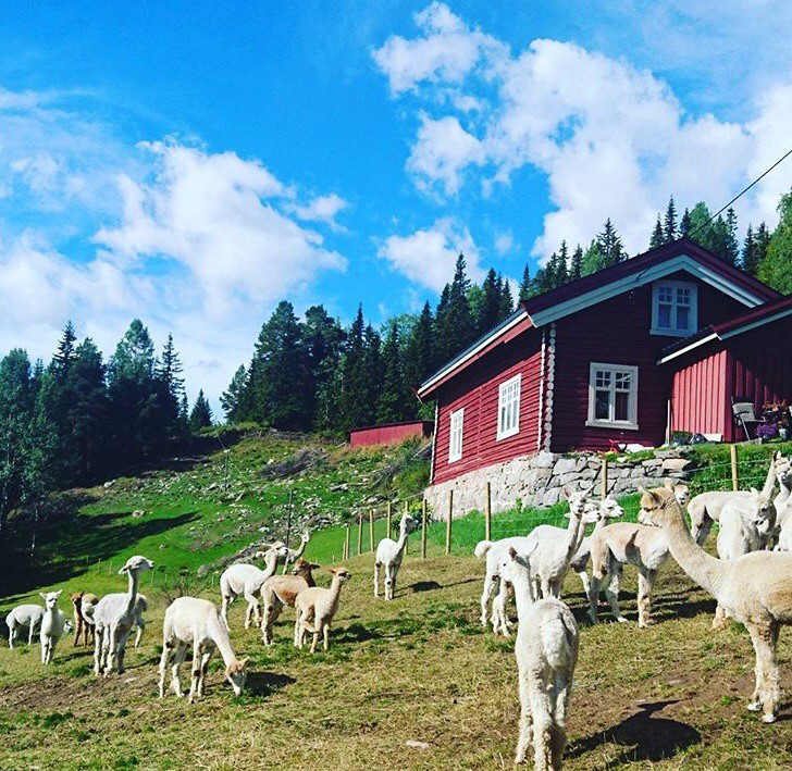 羊驼农场的Hallingstue