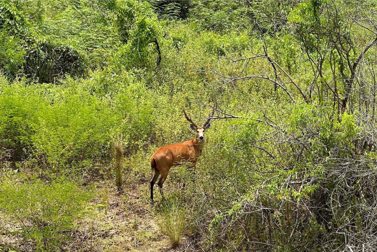 Diária Fazenda Pousada Pantanal Sul