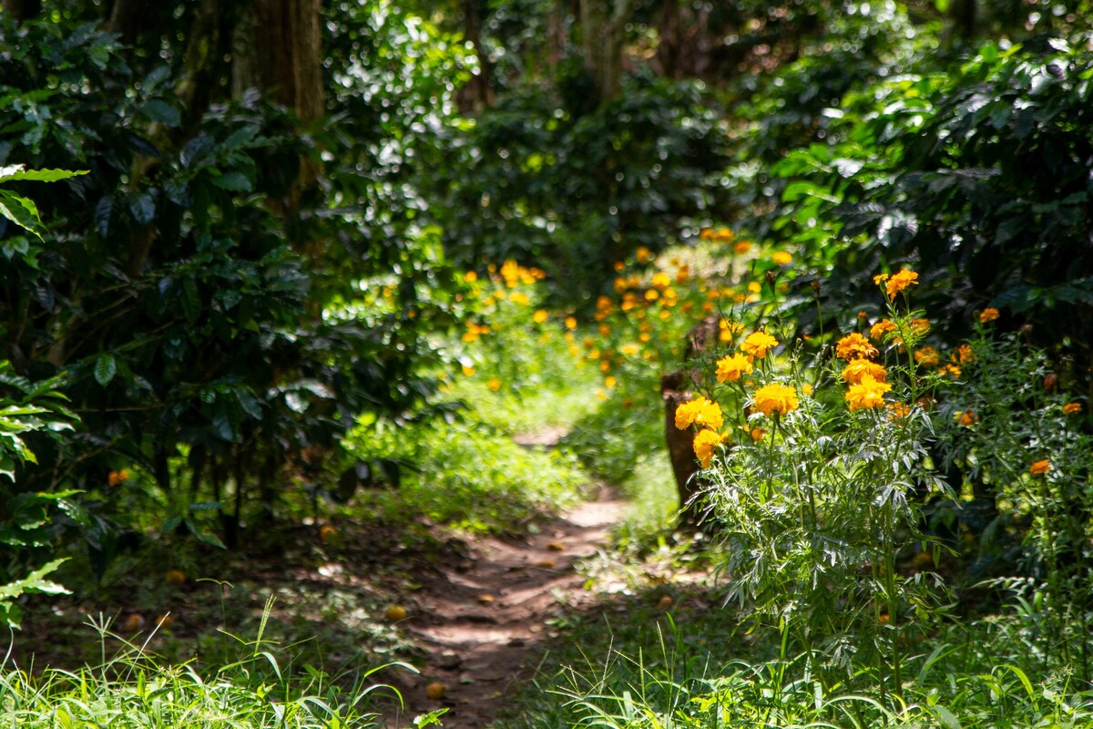 Living on a coffee farm in the middle of nature