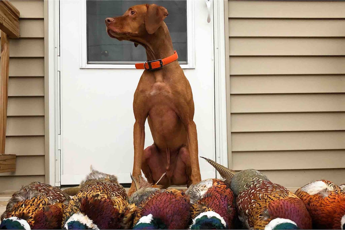 适合狗的Leo Lodge 
Canby, MN Pheasant Hunting