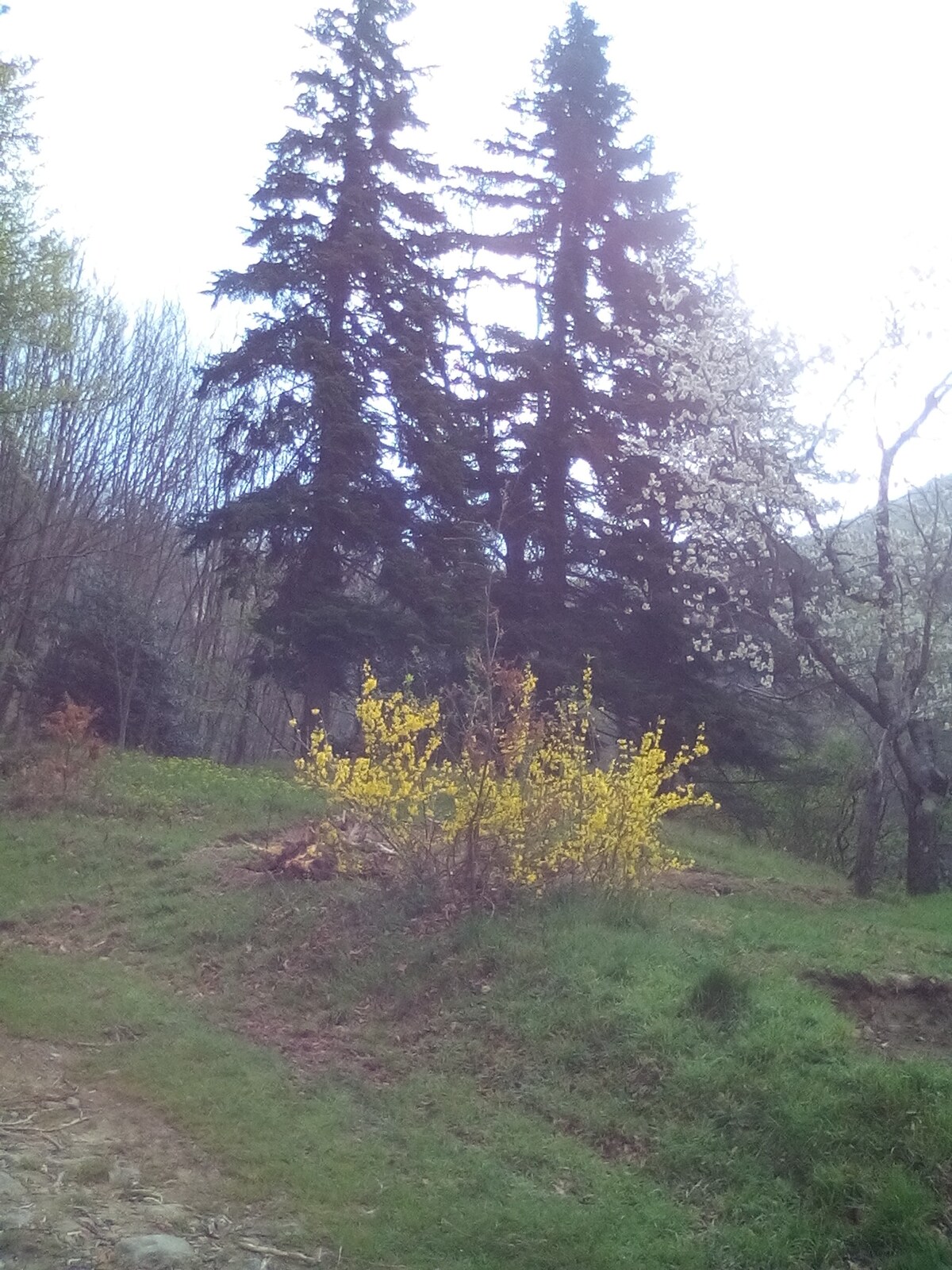 Casa nel bosco a 10 minuti da Pistoia