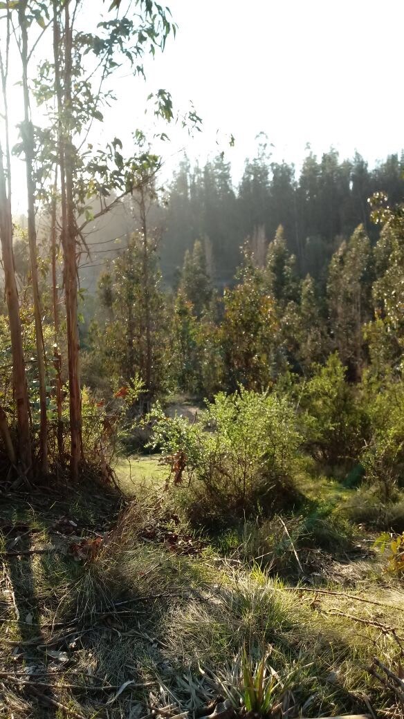 Cabaña bosque, a 10 minutos de sto dgo