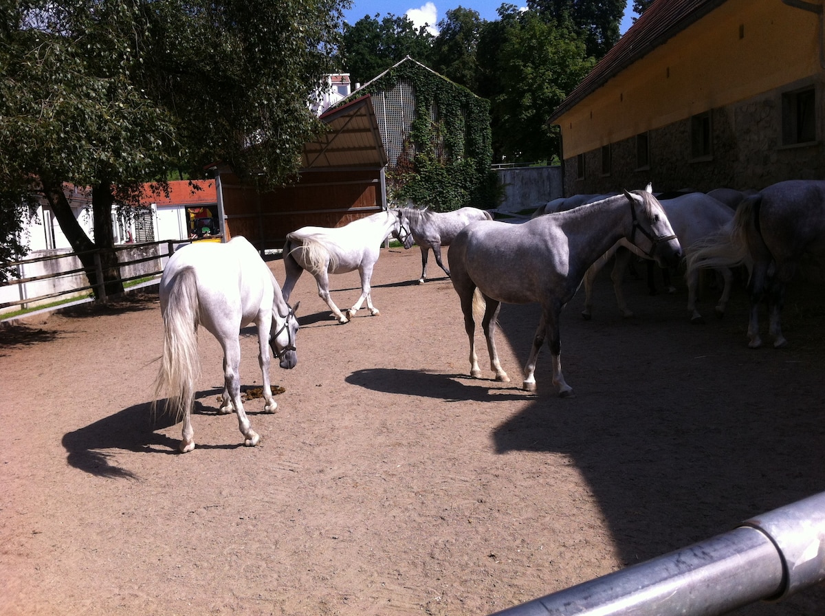 Lipizzaner und Schilcher