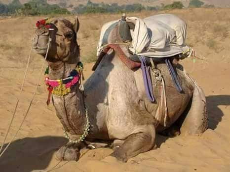 骆驼野生动物园之旅和沙丘上的睡眠