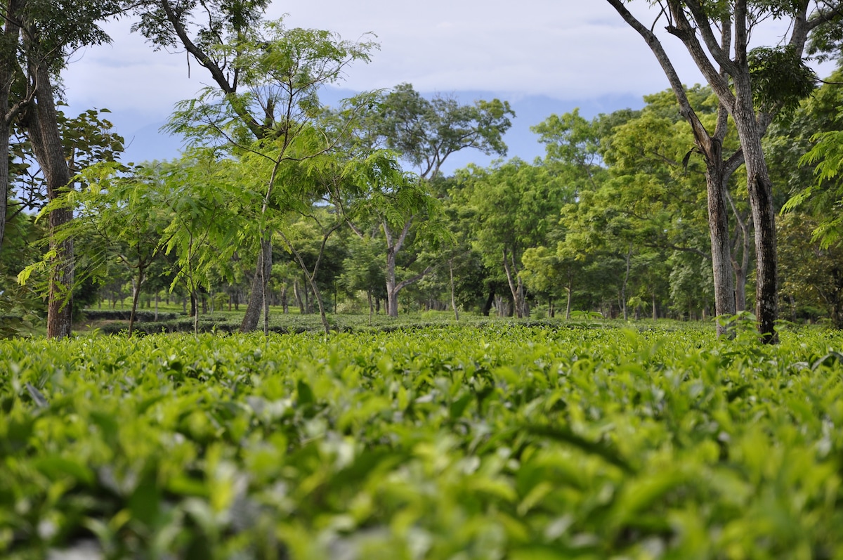 Sapoi Tea Farms: Estd 1914 （遗产寄宿家庭）