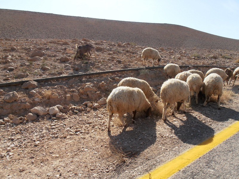 Ann 's house. Dead Sea.Arad.Hen 39/26