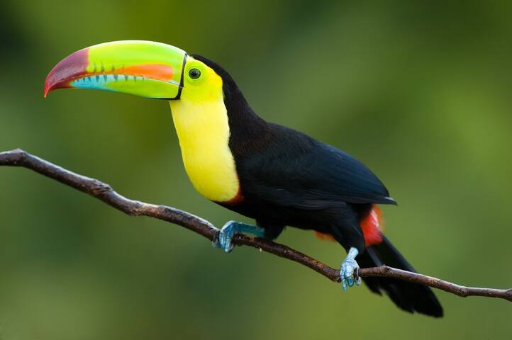 wake up to toucans every morning