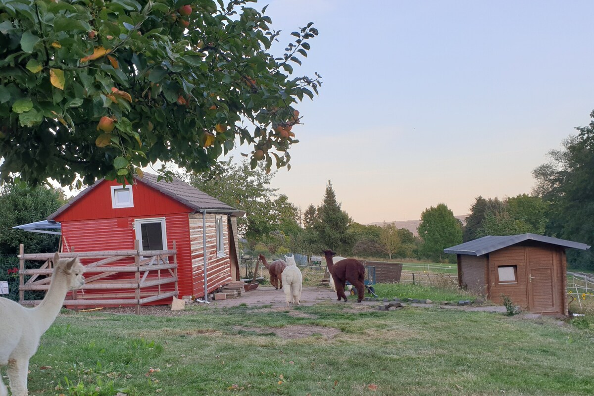 我们的班级小屋-住在羊驼牧场