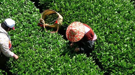 茶園雲海景觀四人房,阿里山瑞里許家茶園民宿