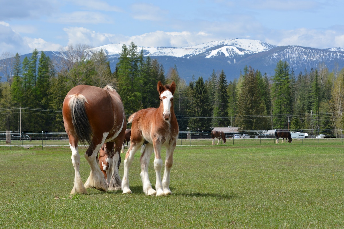 ParnellRanchCLYDESDALES GuestHouseFarmTourFacility