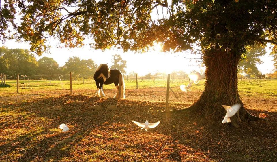 Comfortable Gite with some Equestrian Facilities