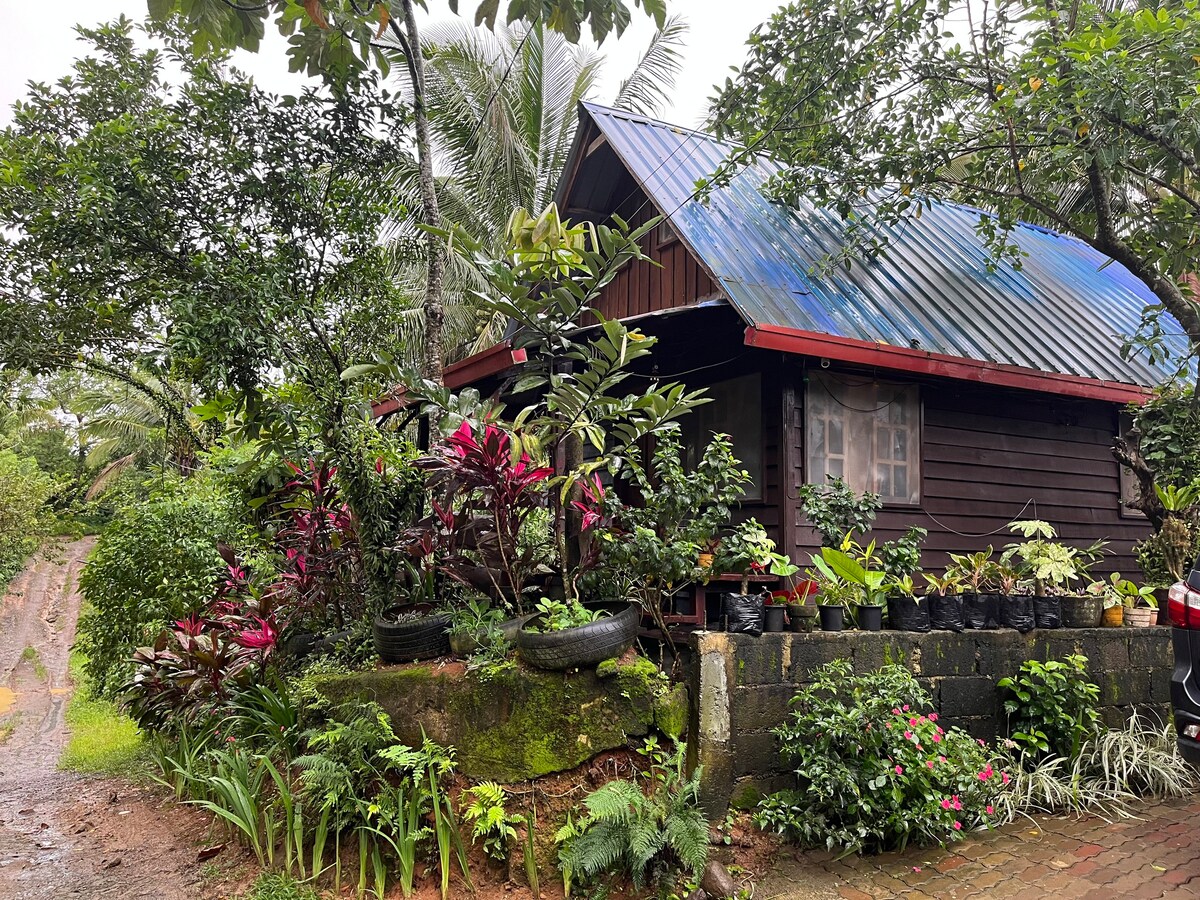 Kuya Glen 's Farmhouse (Bos taurus)