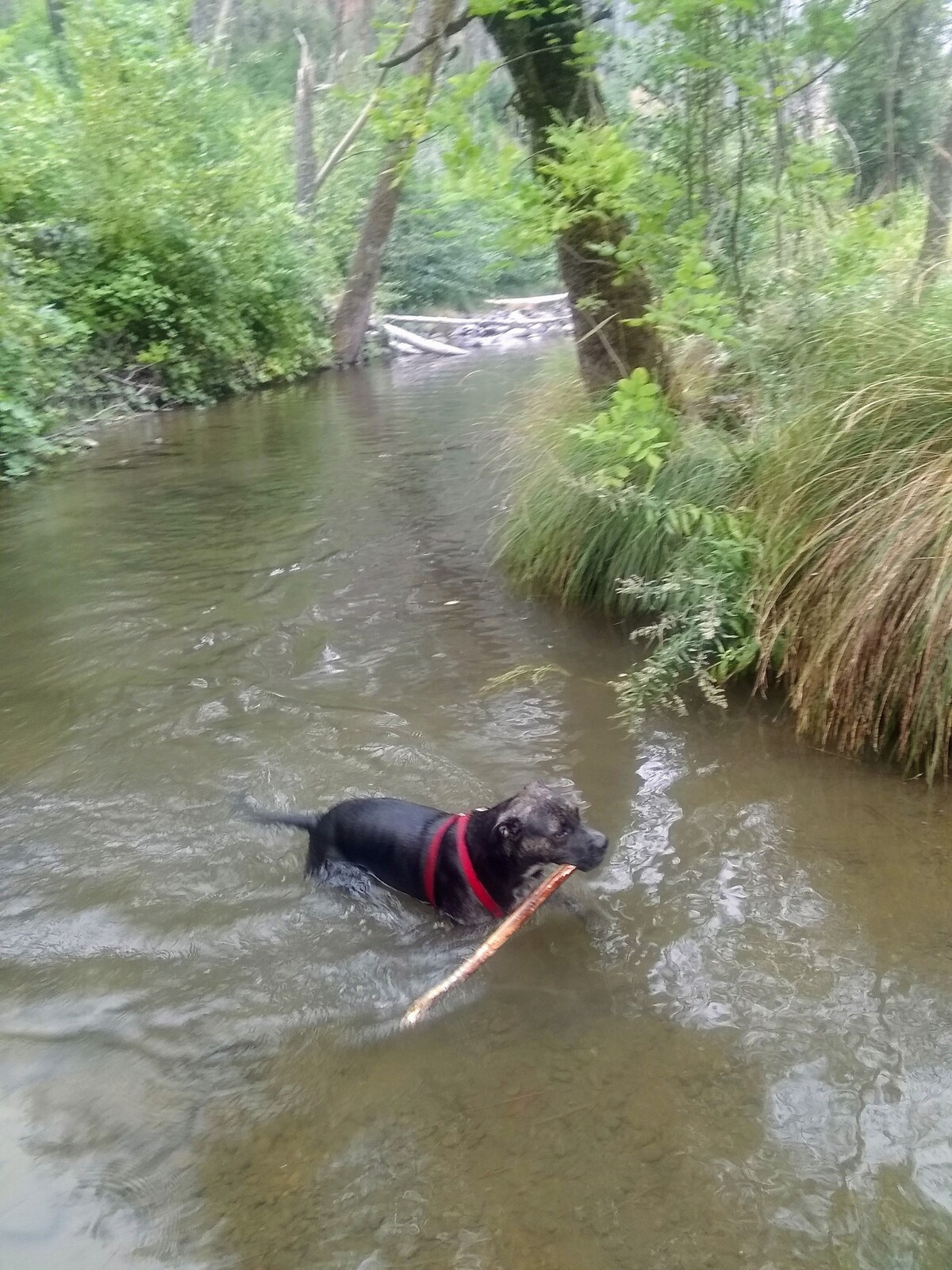 Creekside Cabin的Suite and Dog-Yard