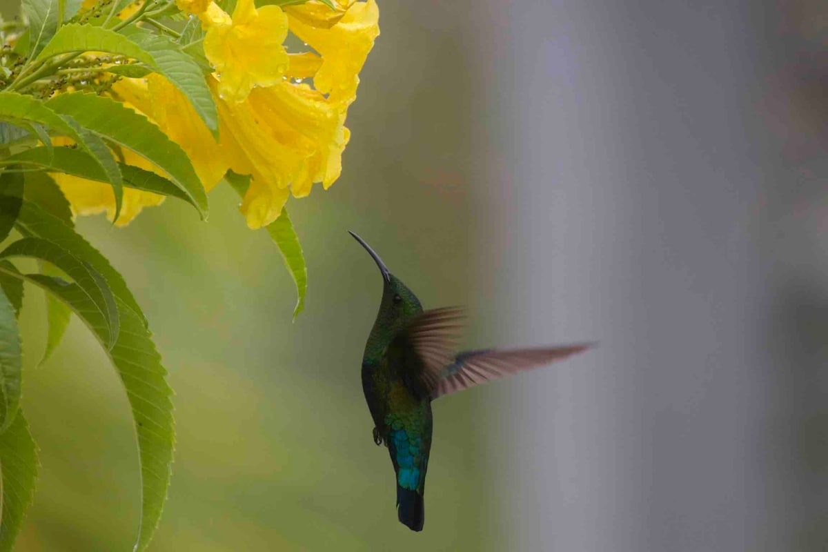 Waterfront Hummingbird Apartment