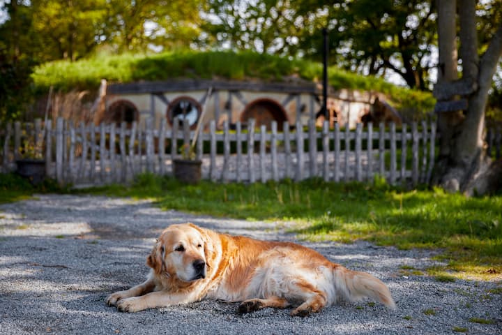 Lucy the dog resting in front of the listing