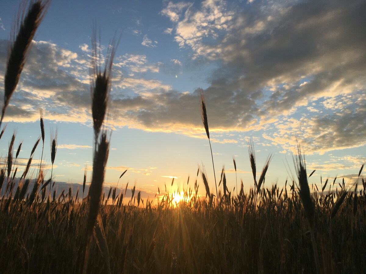 Wśród pól i lasów