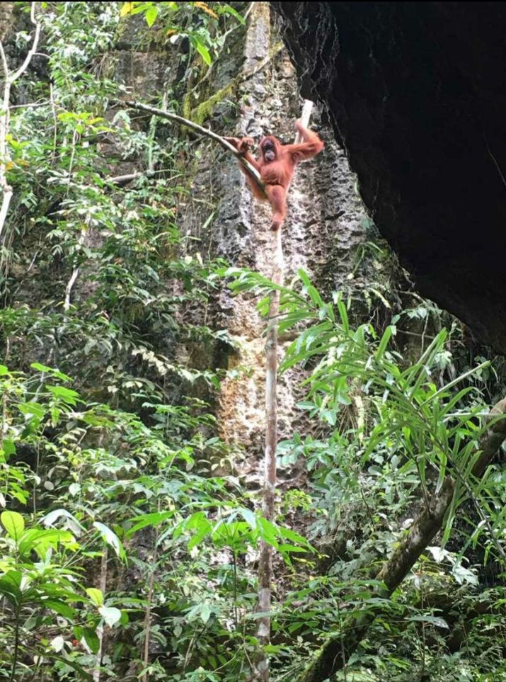 Bukit Lawang Landak River客栈