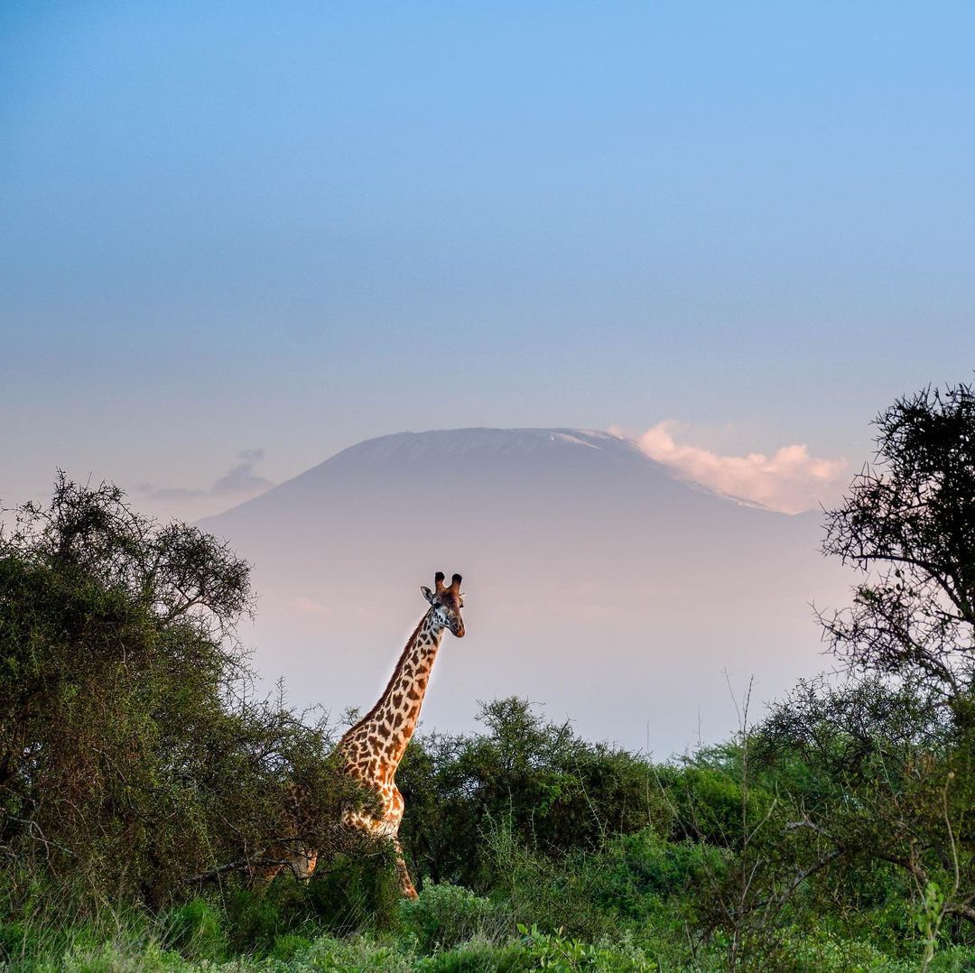 Camp David Amboseli