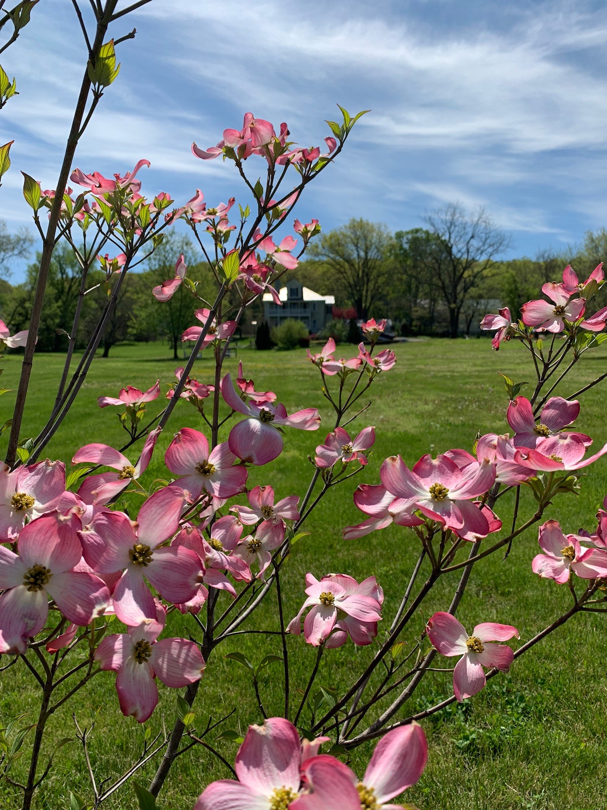 The Pink Dogwood Room