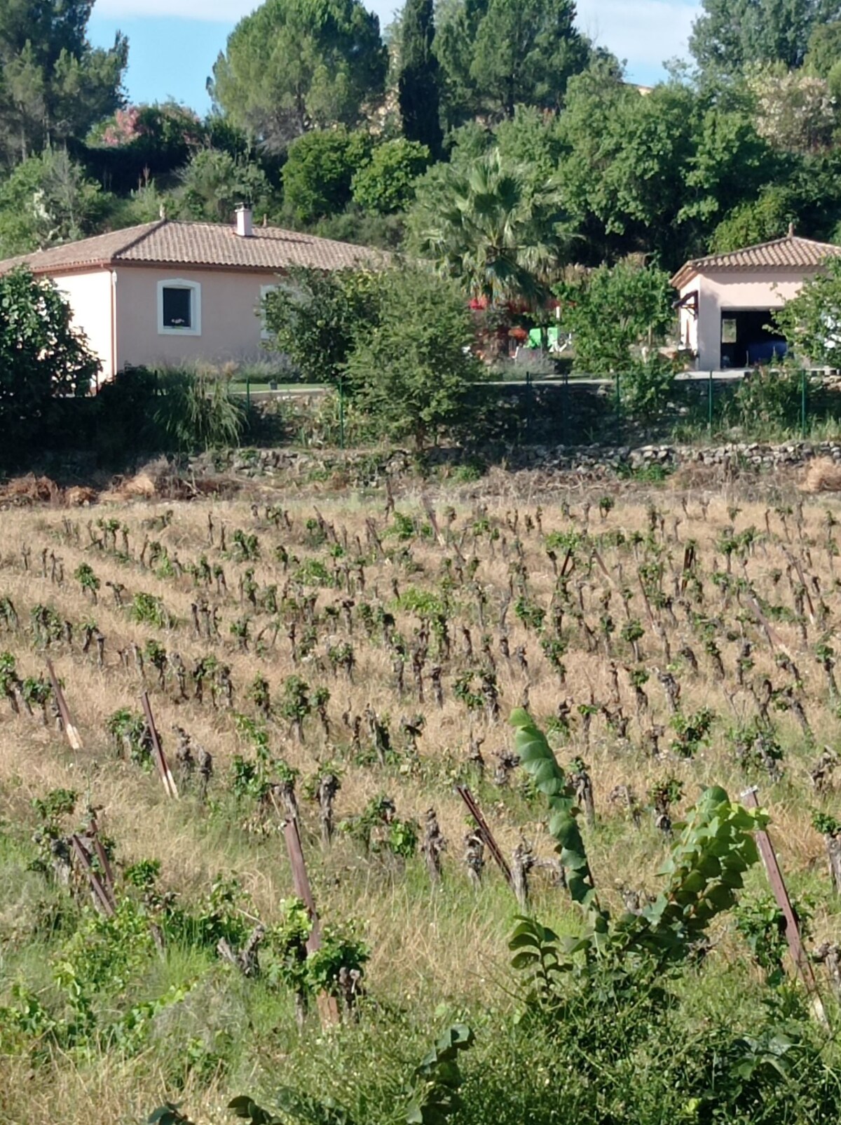 Au cœur des vignobles