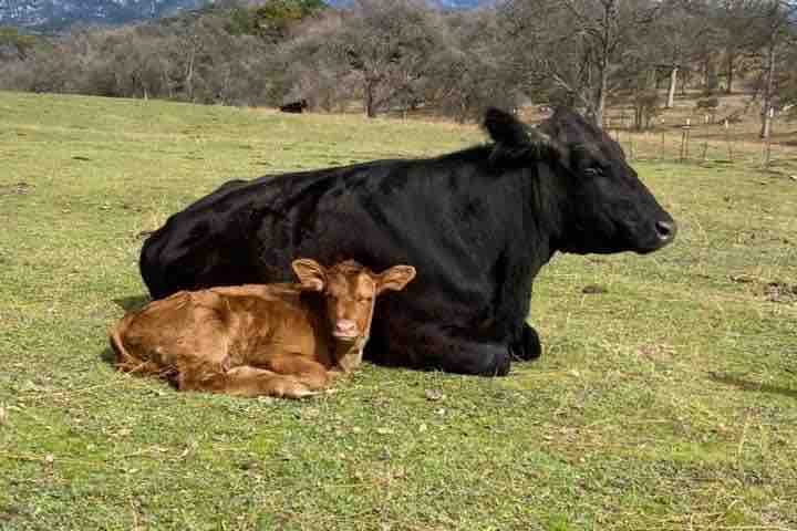 Cattle Ranch Bunkhouse Kings Canyon国家公园