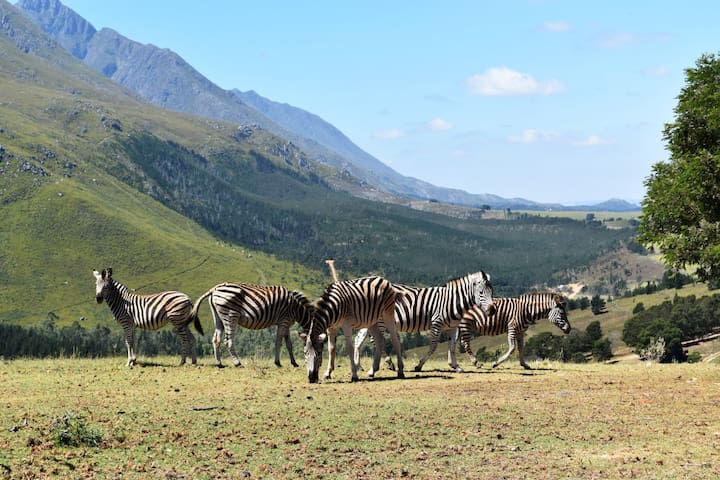 斯韦伦丹（Swellendam）的民宿