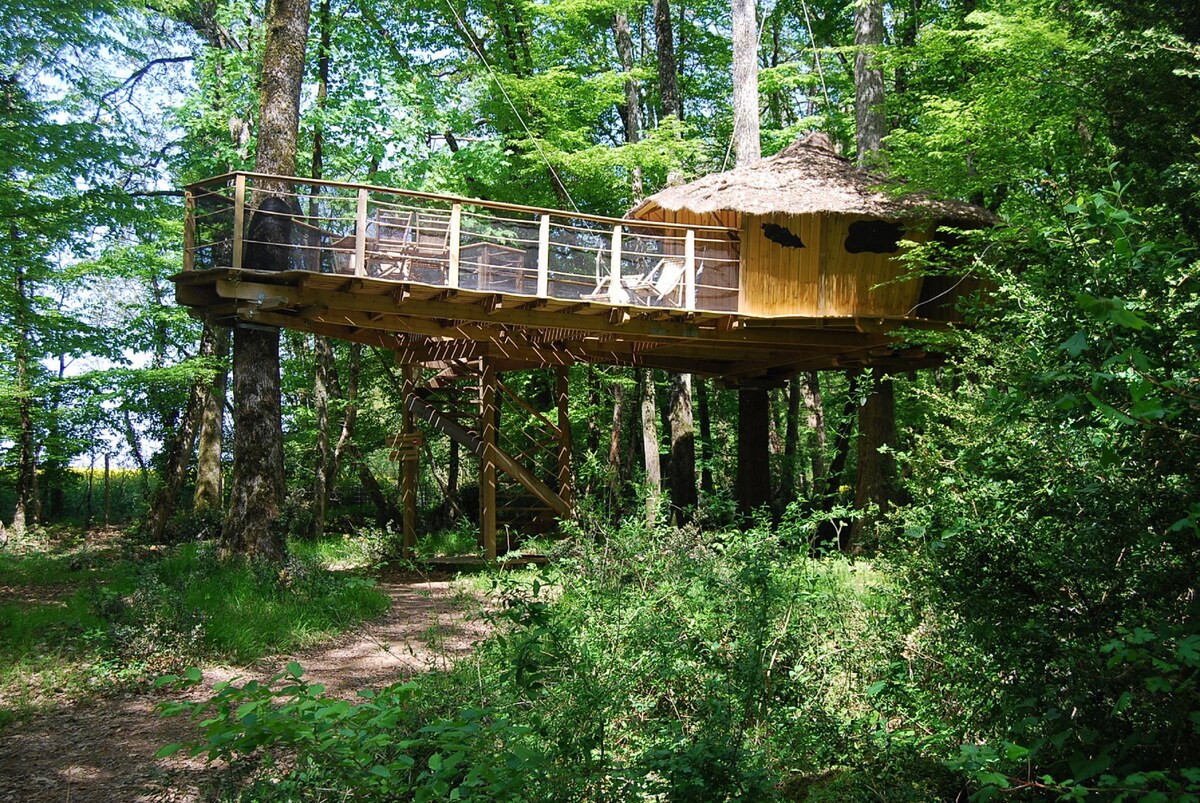 CABANE DANS LES ARBRES FAMILIALE DES CHIMPANZES