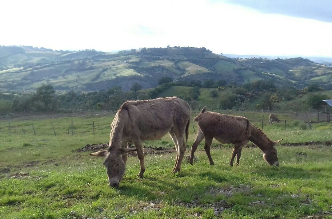 Agriturismo Meridiana