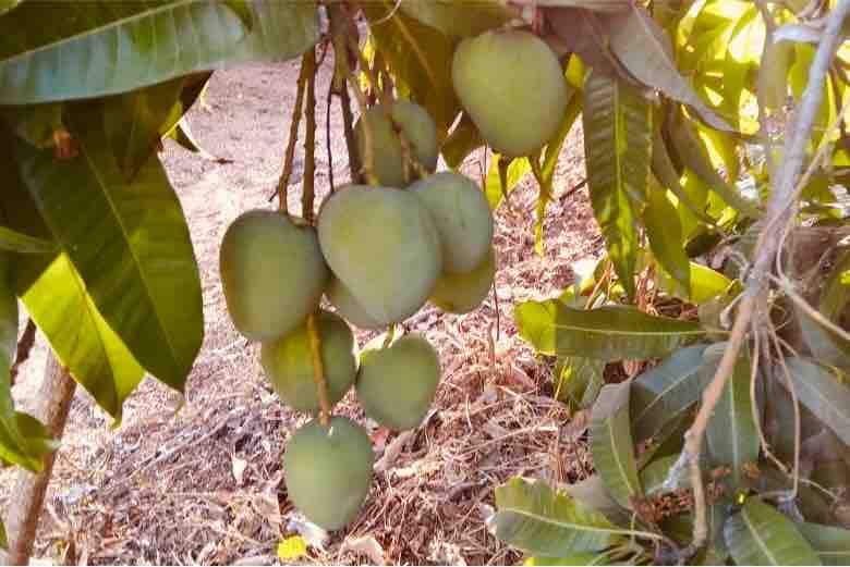 Aerostel Vijaydurg :Devgad Mango farm stay