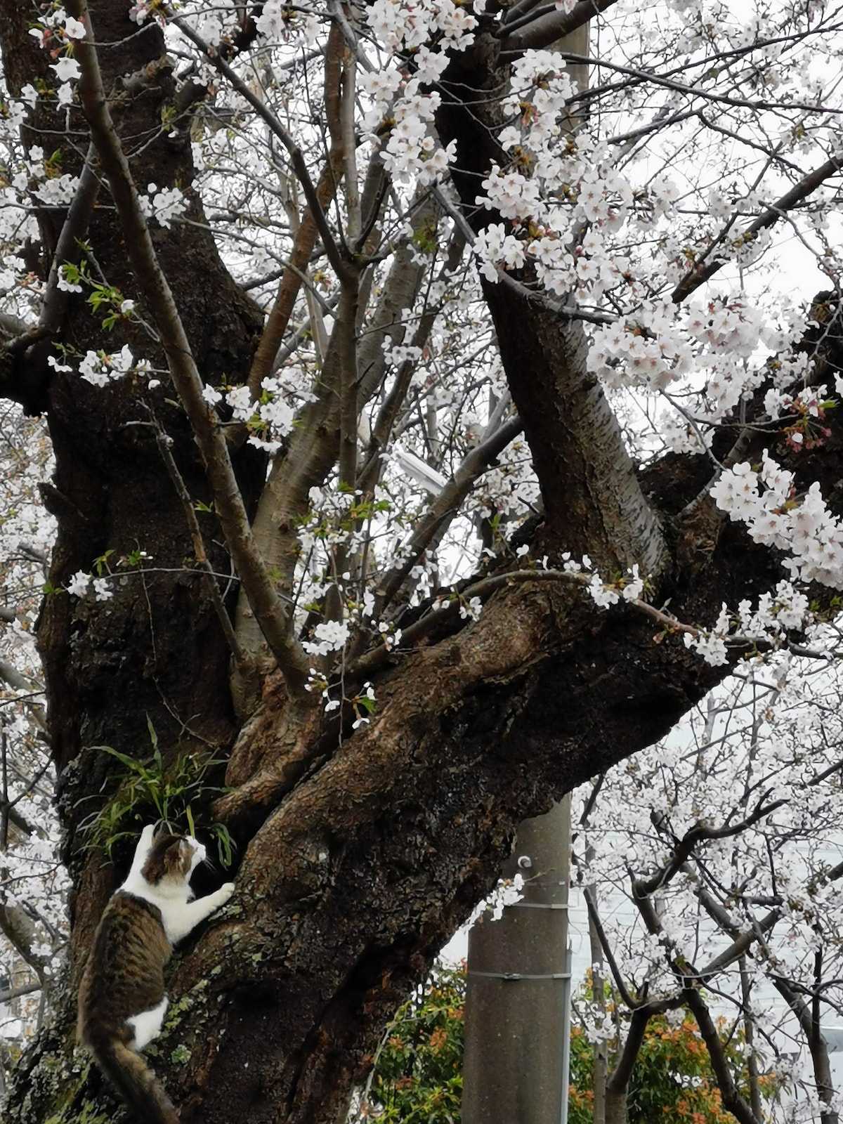 桜・薫  熱川駅まで280メートル，海水浴場まで500メートル！