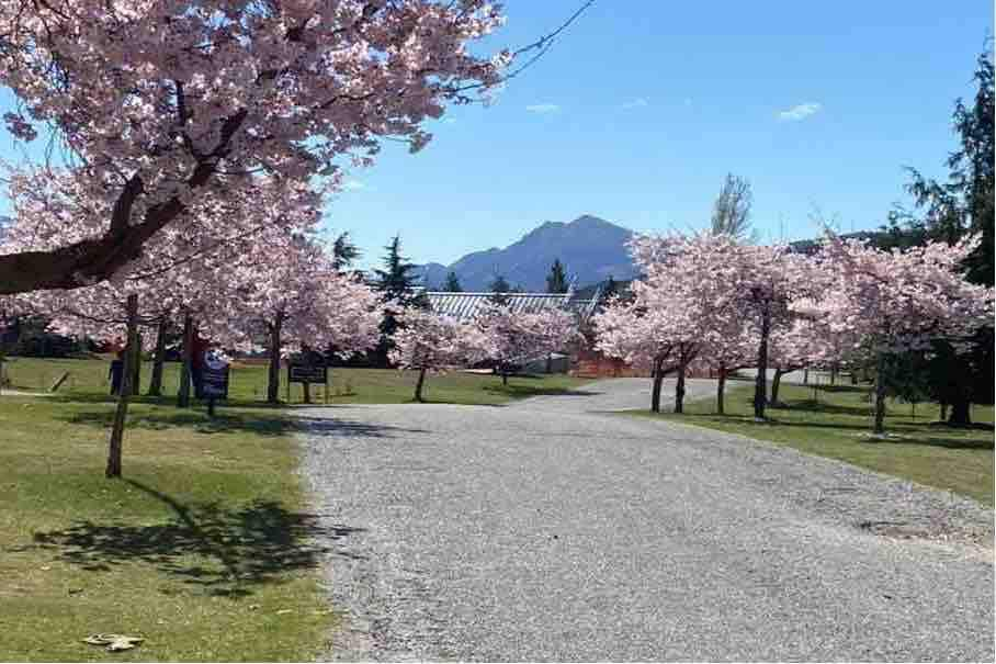 宁静的山景， Wanaka。