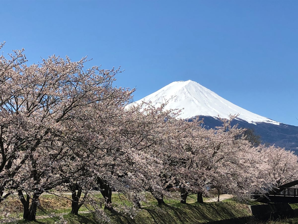 富士寺山景观和樱花房！ # 12 Yasagiso