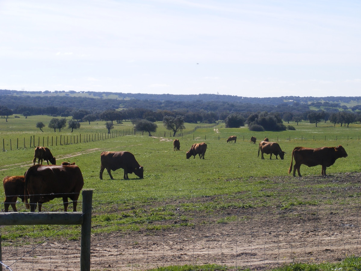 Agro-Tourism Herdade do Carneiro - Casa Grande