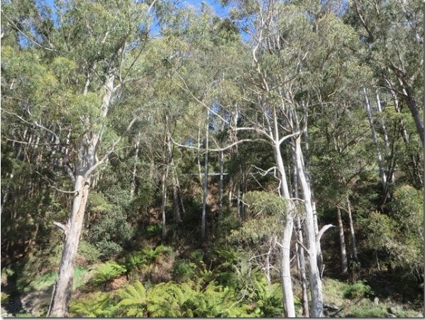 Towering Gums One