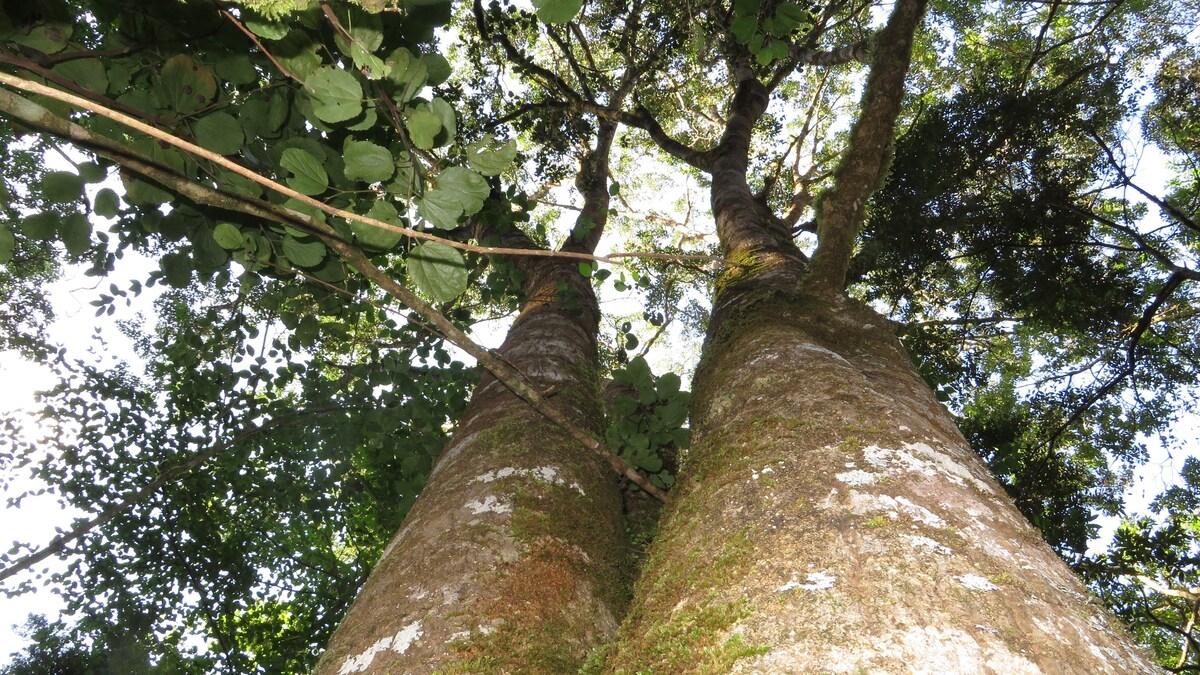 Treetops Forest Tent