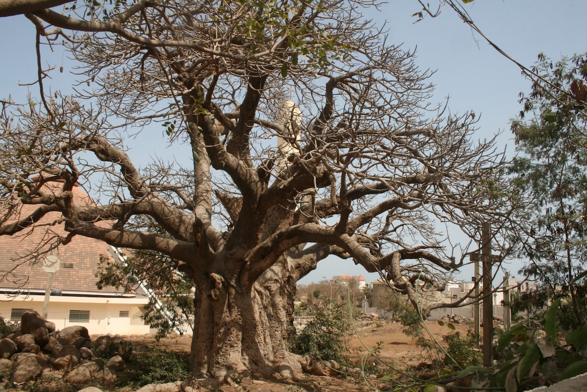 Baobab景观