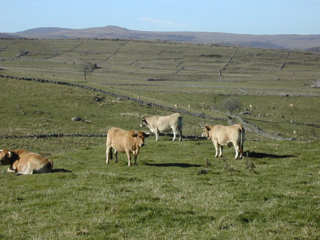 Au coeur du  plateau de l'Aubrac