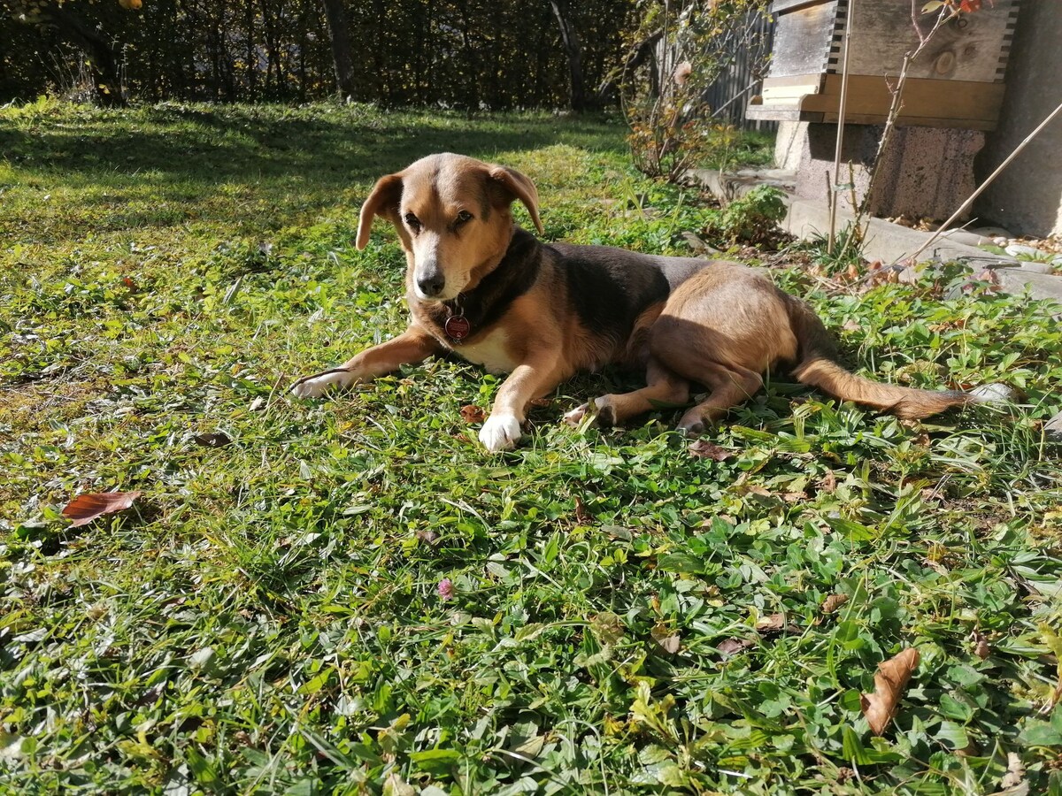 Große Wohnung mit Garten