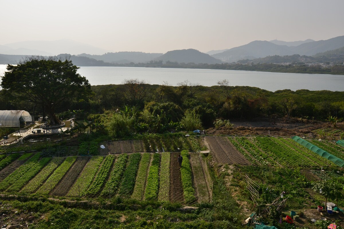 美丽的大海景客房