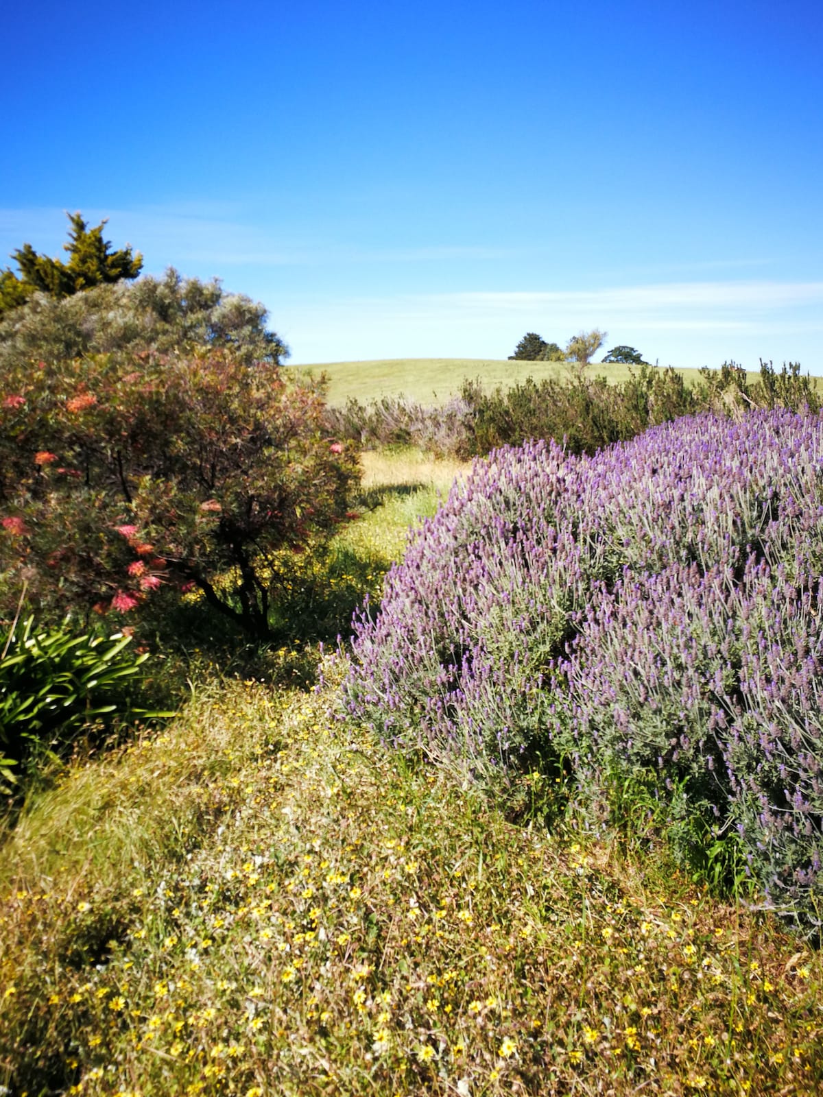 亚拉谷（ Yarra Valley ）在袋鼠山（ Kangaroo Hill ）度假。