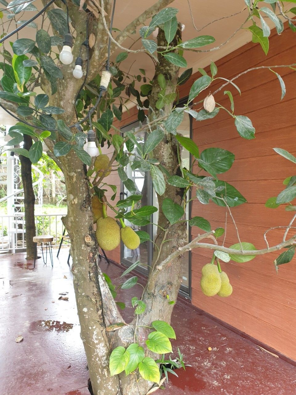 Jackfruit 2 -美食之家（ Gourmet House ） - OKIA Treehouse