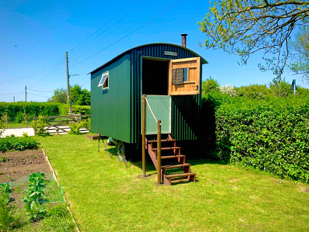 Cosy authentic Shepherds Hut, and all amenities.