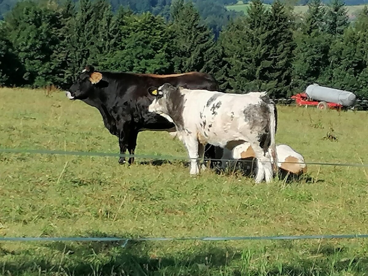 Ferienwohnung Rauschberg, Beim Vorderwellner