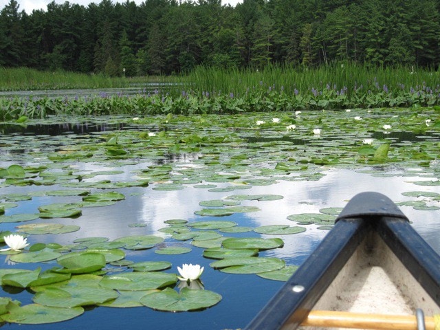 阿尔冈金公园（ Algonquin Park ） ，河畔民宿