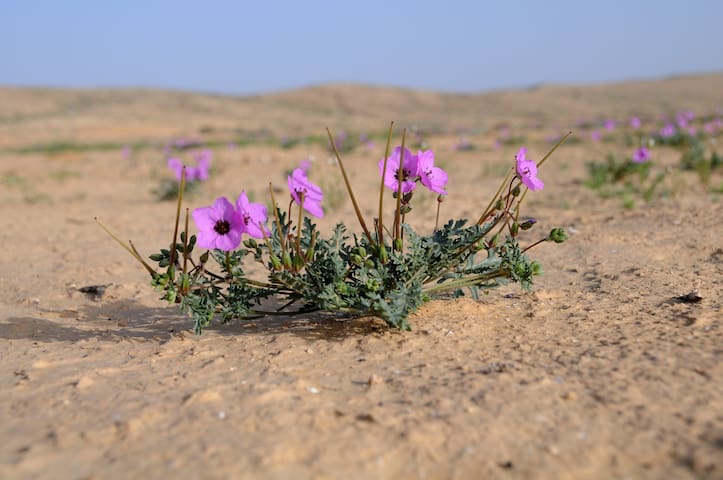 Midreshet Ben Gurion的民宿