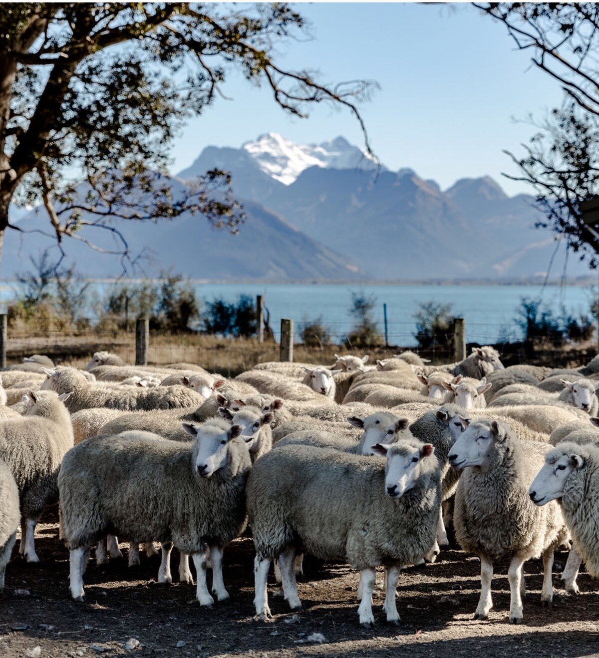 Greenstone Homestead and Farmstay